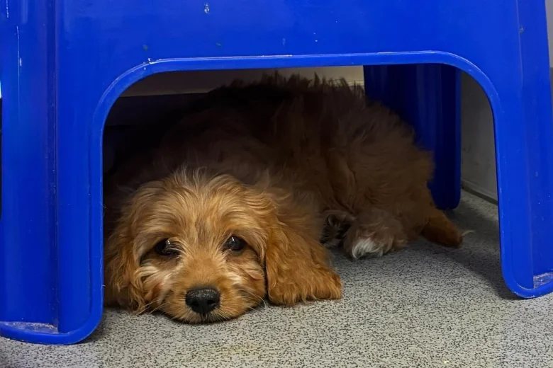Cavapoo