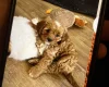 Cavapoo