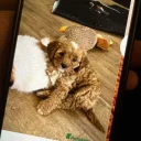 Cavapoo