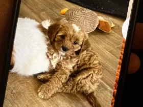 Cavapoo