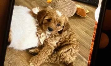 Cavapoo