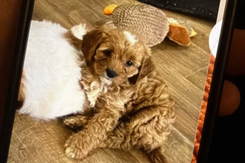 Cavapoo