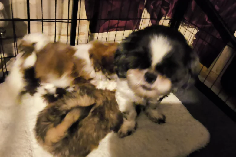 Shih Tzu