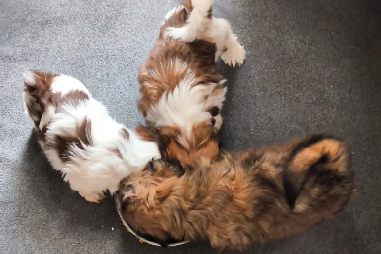 Shih Tzu
