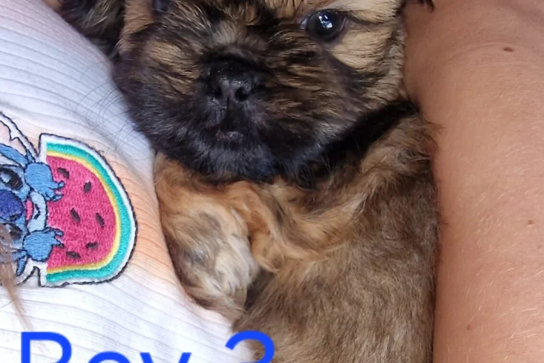 Shih Tzu