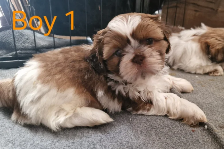 Shih Tzu