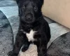 German Shepherd (Alsatian)