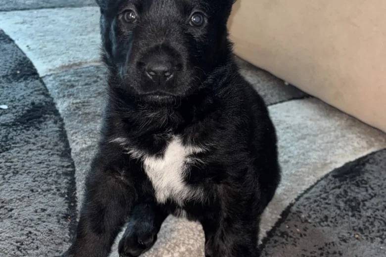German Shepherd (Alsatian)