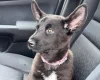 German Shepherd (Alsatian)