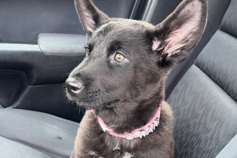 German Shepherd (Alsatian)