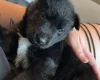 German Shepherd (Alsatian)