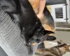 German Shepherd (Alsatian)