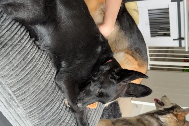 German Shepherd (Alsatian)