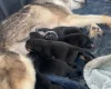 German Shepherd (Alsatian)
