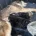 German Shepherd (Alsatian)