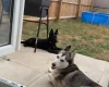 German Shepherd (Alsatian)