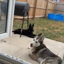 German Shepherd (Alsatian)
