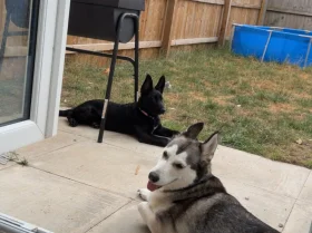 German Shepherd (Alsatian)