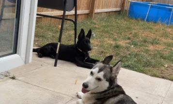German Shepherd (Alsatian)