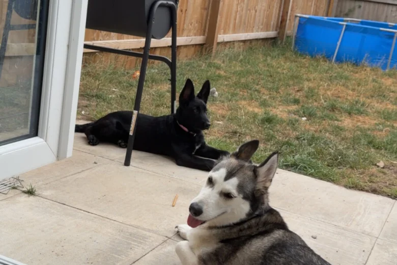 German Shepherd (Alsatian)