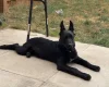 German Shepherd (Alsatian)