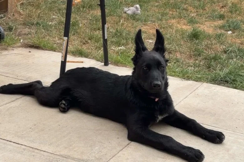 German Shepherd (Alsatian)