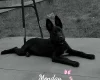 German Shepherd (Alsatian)