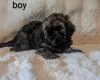 Cavapoo