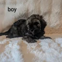 Cavapoo