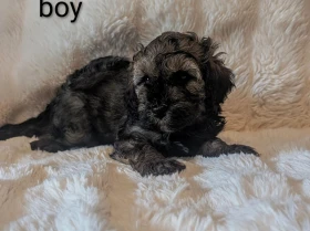 Cavapoo