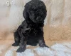 Cavapoo