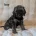 Cavapoo
