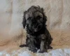 Cavapoo