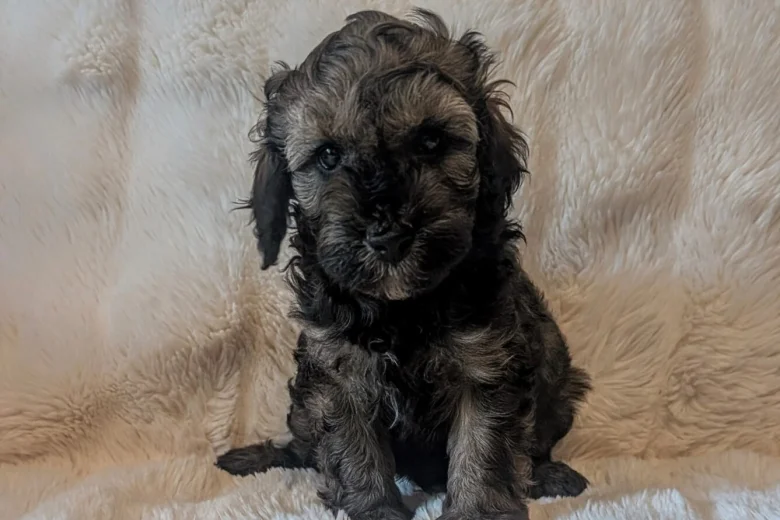 Cavapoo