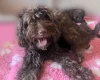 Cavapoo