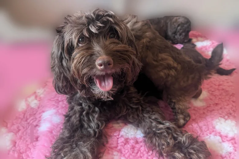 Cavapoo