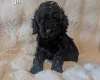 Cavapoo