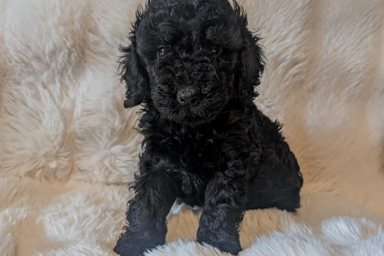 Cavapoo
