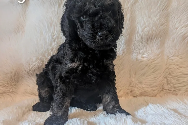 Cavapoo
