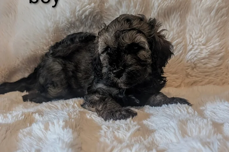 Cavapoo