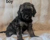 Cavapoo
