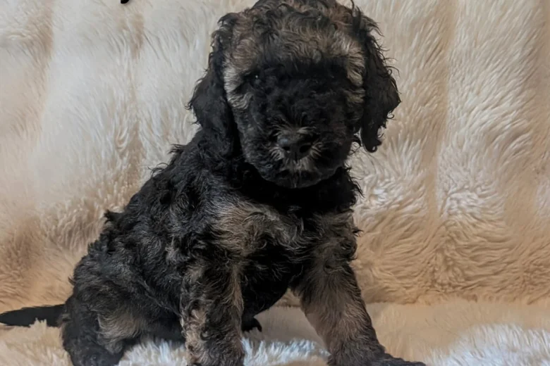 Cavapoo