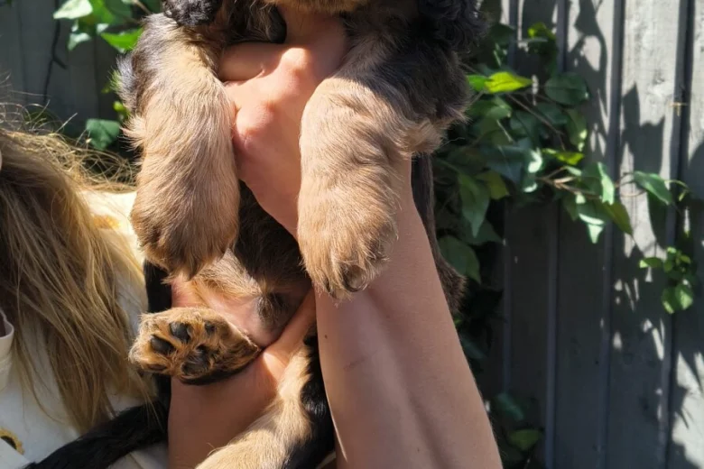 Cocker Spaniel (Show)