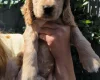 Cocker Spaniel (Show)
