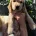 Cocker Spaniel (Show)