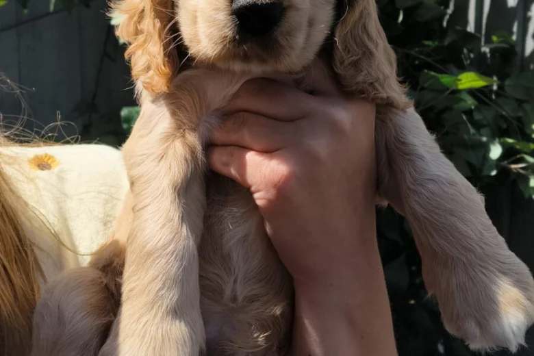 Cocker Spaniel (Show)
