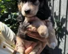 Cocker Spaniel (Show)