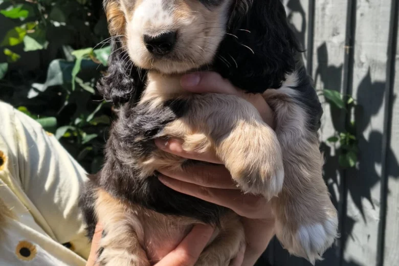 Cocker Spaniel (Show)