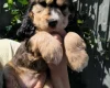 Cocker Spaniel (Show)