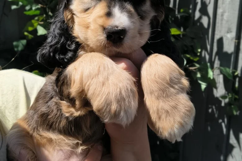 Cocker Spaniel (Show)